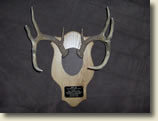 Plaques and skull mounts