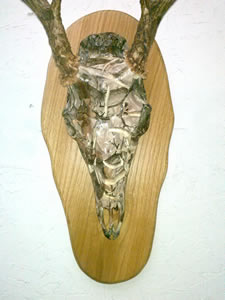 Legends Boneyard Pattern 540