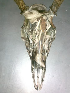 Legenda Boneyard Camo Pattern 540