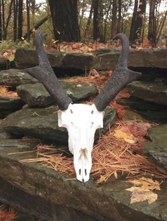 Colin Bailey's Antelope Skull