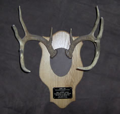 Skul Mounts and Plaques - Custom work by Brian Pragle
