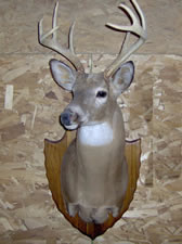 Skul Mounts and Plaques - Custom work by Brian Pragle