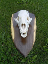 Skul Mounts and Plaques - Custom work by Brian Pragle
