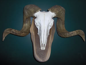 Skul Mounts and Plaques - Custom work by Brian Pragle