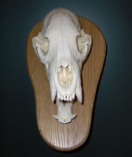 Skul Mounts and Plaques - Custom work by Brian Pragle