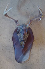 Skul Mounts and Plaques - Custom work by Brian Pragle