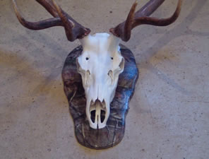 Skul Mounts and Plaques - Custom work by Brian Pragle