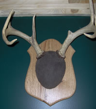 Skul Mounts and Plaques - Custom work by Brian Pragle