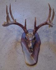 Skul Mounts and Plaques - Custom work by Brian Pragle
