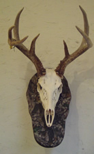 Skul Mounts and Plaques - Custom work by Brian Pragle