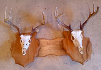 Skul Mounts and Plaques - Custom work by Brian Pragle