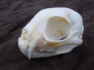 Skull Cleaning and Whitening and Mounting by Brian Pragle