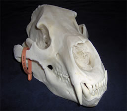 Skull Cleaning and Whitening and Mounting by Brian Pragle
