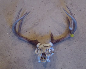 Skull Cleaning and Whitening and Mounting by Brian Pragle