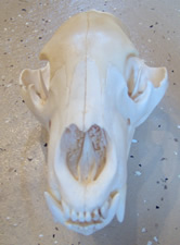 Skull Cleaning and Whitening and Mounting by Brian Pragle