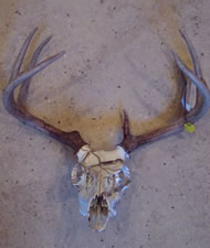 Skull Cleaning and Whitening and Mounting by Brian Pragle