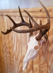 Skul Mounts and Plaques - Custom work by Brian Pragle